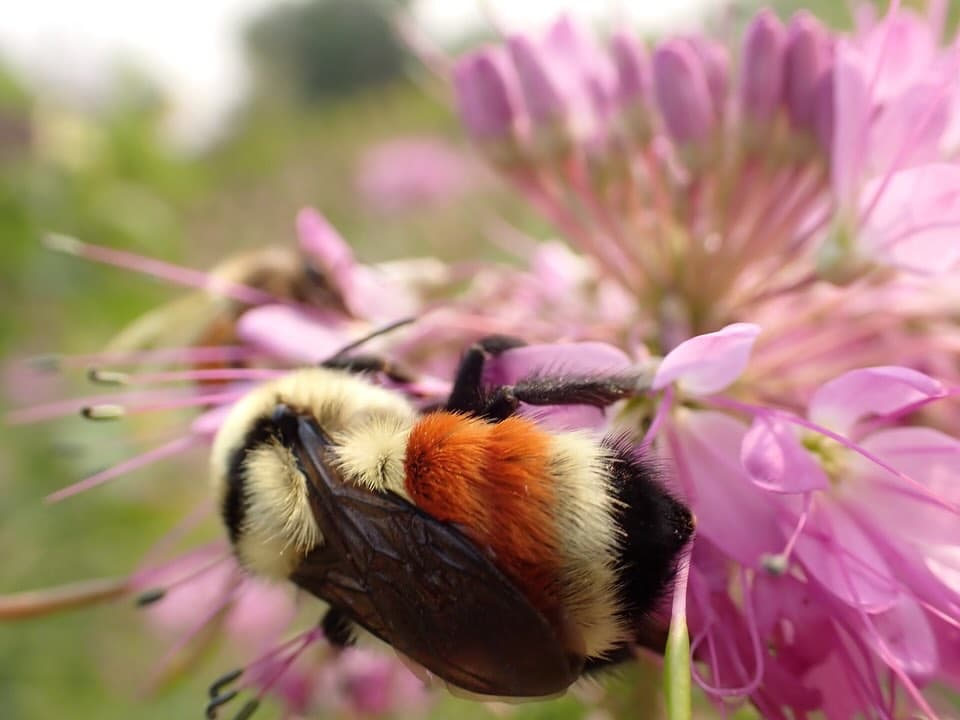 Cyclists and researchers at Vilicus Farms pollinator habitat